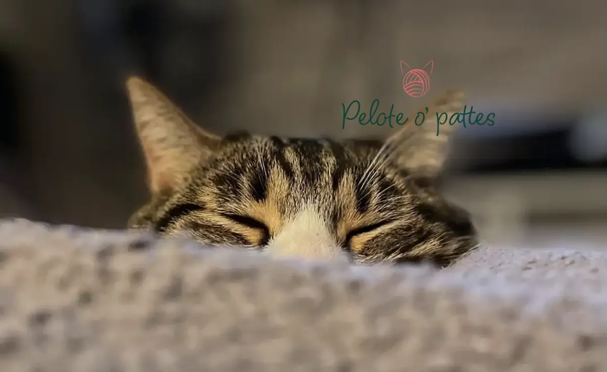 chat et logo pelotte o pattes