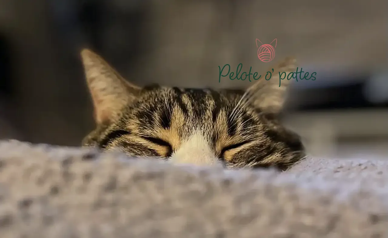 chat et logo pelotte o pattes