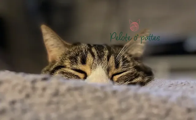 chat et logo pelotte o pattes